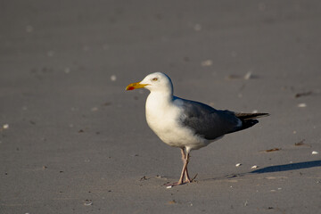 Moewe am Strand