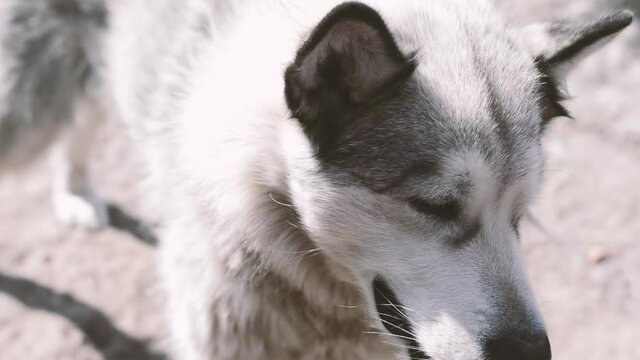 Alaskan malamute muzzle. Video of a dog.