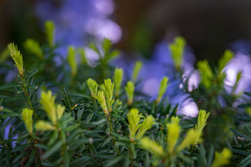 The light green young shoots of the Taxus baccata or Yew with the purple of the Bluebells (Hyacinthoides non-scripta) in the background