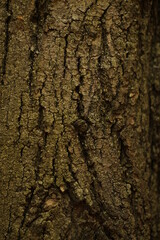 painted wood texture , dervo, wood texture, wood background,