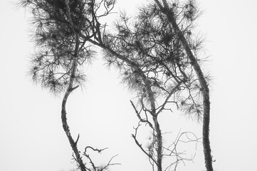 Evergreen tree ground view. Tree view against the sky.