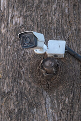 security camera within woodland mounted on a tree
