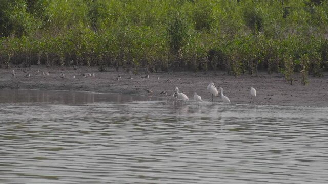 Group of little egrets, terek sandpipers and redshanks perched and moving on riverside in low tide of mangrove mudflats, Parit Jawa, Malaysia.