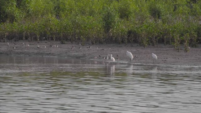 Group of little egrets, terek sandpipers and redshanks perched and moving on riverside in low tide of mangrove mudflats, Parit Jawa, Malaysia.