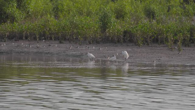 Group of little egrets, terek sandpipers and redshanks perched and moving on riverside in low tide of mangrove mudflats, Parit Jawa, Malaysia.