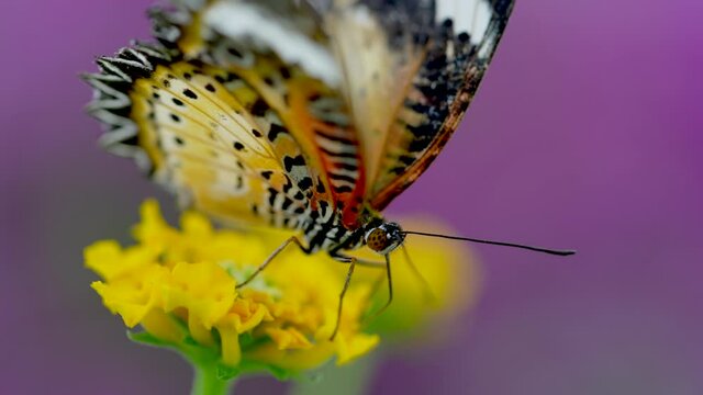 Extreme macro of multicolored butterfly sitting on yellow flower and fly away - Slow motion shot with purple background
