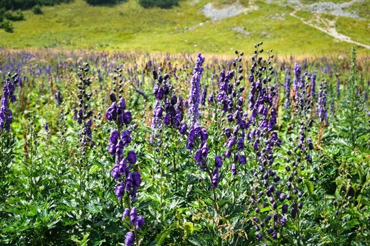blauer Eisenhut - unter Naturschutz stehende Blumen und Pflanzen