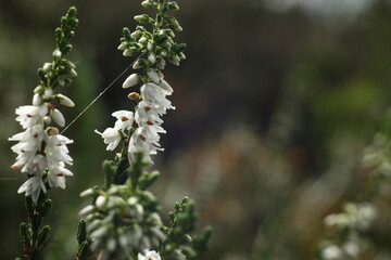 Macro flowers of white heather