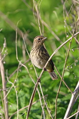 Young Common Stonechat in the Kulunda steppe of Altai