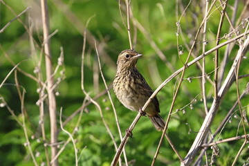 Saxicola maura. Young Common Stonechat in the Kulunda steppe of Altai