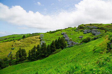 Fototapeta na wymiar A landscape of black and white milk cows and blue hydrangeas in Sete Citades hike pathway, located in Sao Miguel which is part of Azores Islands on a sunny day