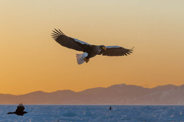 知床半島の流氷とオオワシ（北海道羅臼沖）