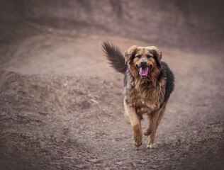 Happy mongrel dog running on a wild trail in Poland. Tongue out, tail up, paws of the animal in motion. Selective focus on the snout of the pet, blurred background.