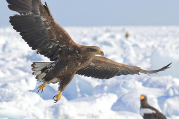 知床半島の流氷とオオワシ・オジロワシ（北海道羅臼沖） © Shiretoko Dream
