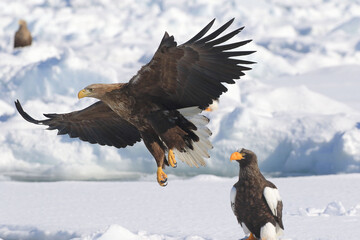知床半島の流氷とオオワシ・オジロワシ（北海道羅臼沖）