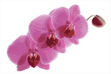 Obraz na płótnie Canvas Decorative branch Pink orchid flower. Vector illustration