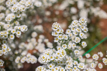 White cutter flower farm. Blurred background and foreground.