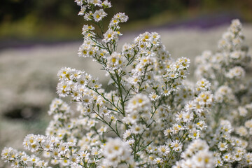 White cutter flower farm. Blurred background and foreground.
