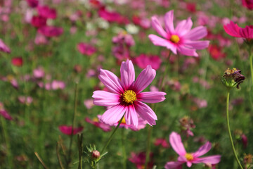 Obraz premium Flowers