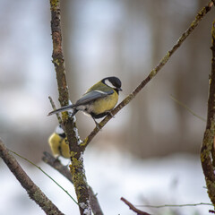 cute little big tit bird sitting among the tree branches in snowfall in the bright white winter park