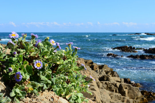 A Sea Aster At Gyeongju City Of Korea