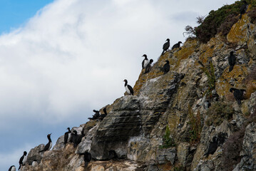 Fototapeta na wymiar Bird Island in the Beagle Channel near the Ushuaia city. Ushuaia is the capital of Tierra del Fuego province in Argentina.