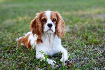 cavalier king charles spaniel puppy