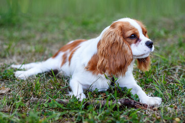 Happy cavalier King Charles spaniel lies on the grass in the park on a clear warm day