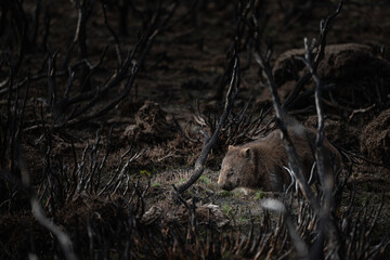 Wombat searching for food after bushfires in Great Lakes, Tasmania, Australia