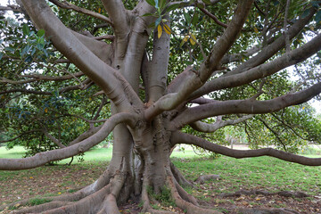 moreton bay fig tree