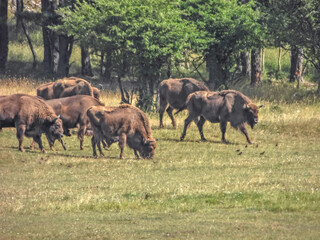 Troupeau de bisons