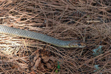 Dolichophis caspius snake crawling on the ground, 
Caspian whipsnake in summer scene
