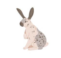 English checkered breed of giant rabbit with spots on fur. Spotty bunny sitting. Cute domestic animal. Coney pet with black long ears. Flat vector illustration isolated on white background