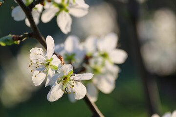 Plumtree flowers in evening sun