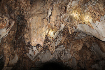 Bat cave in Thailand