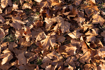 Autumn leaves 