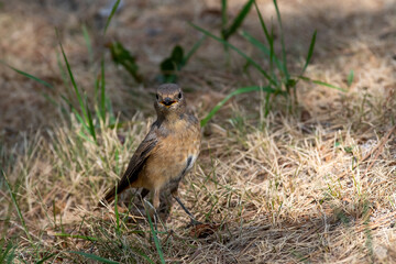 Phoenicurus phoenicurus sit on ground
Common redstart sit on ground Volgograd region, Russia.