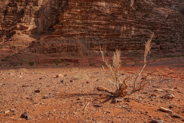 Fototapeta na wymiar dry tree branches on the background of red relief mountains, Wadi Rum desert, nature of Jordan