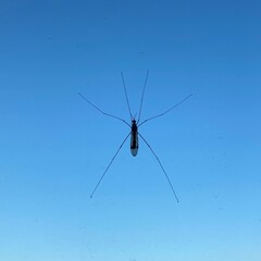 A big mosquito against the sky