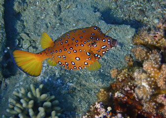Blue spotted cube trunk-fish (Ostracion cubicus) inhabits coral reefs of the Red Sea, it belongs to the family Ostraciidae. It lives among rocks and algae in shallow water and many variable in color  