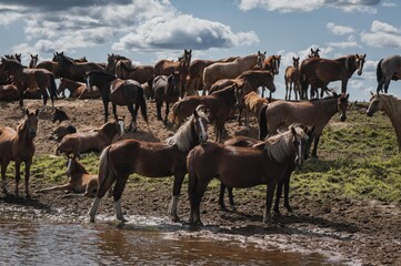 a herd of bay horses by the river, beautiful free horses