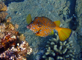 Blue spotted cube trunk-fish (Ostracion cubicus) inhabits coral reefs of the Red Sea, it belongs to the family Ostraciidae. It lives among rocks and algae in shallow water and many variable in color  
