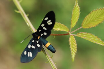Amata phegea. Black bow tie with white spots and a yellow stripe on the buttocks.