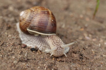 Helix helps. Snail on the road, close-up.