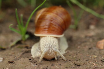 Helix helps. Snail on the road, close-up.