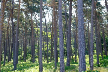 Fototapeta premium trees