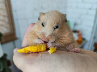 Fat hamster eats corn in the owner's hand