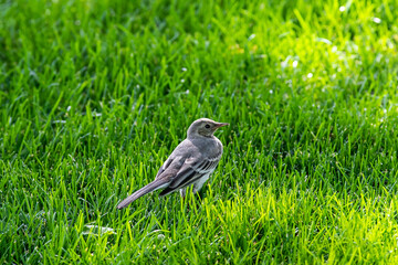 Motacilla alba syriacus sit on grass
White wagtail sit on grass Volgograd region, Russia.