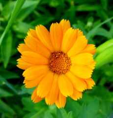 Calendula officinalis, pot marigold flower and leaves on a blurred background