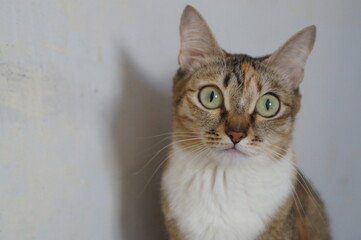 portrait of a cat, white background, portrait of a domestic  short haired cat